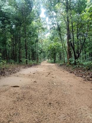 Blackberry Wilderness Camp, Mulugu Luxury tent in Telangana