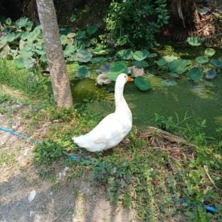 Sam Sook Farm Vacation rental in Thailand