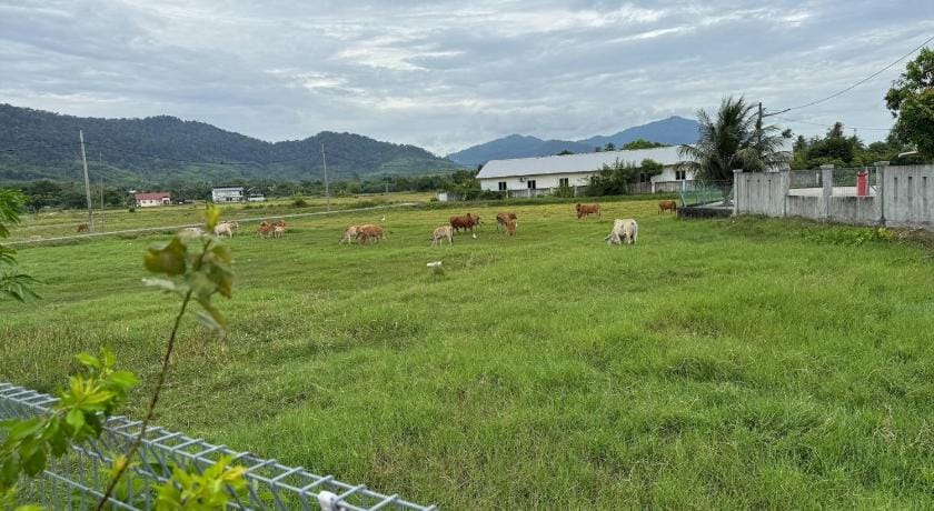 White House Homestay Langkawi Village & Paddy Views Vacation rental in Kedah