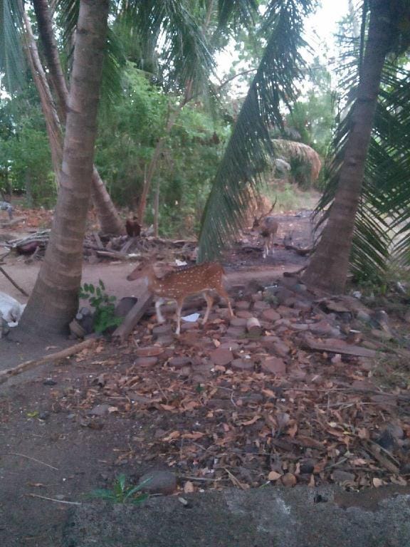 Better Yala Home Hotel in Southern Province