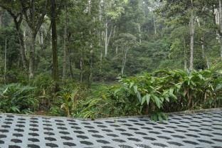 Raintree Cottage Vacation rental in Kerala