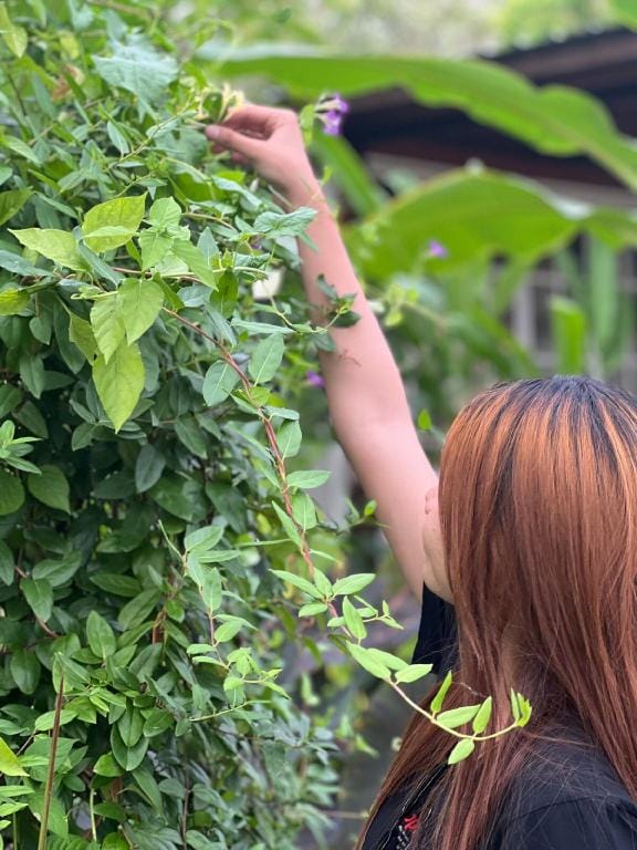 Rainaichan coffee plantation Farm Stay in Laos
