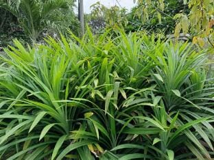 Jennifer MAMA Guesthouse Bdr Bukit Tinggi Klang  Bed and Breakfast in Selangor, Malaysia