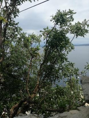 Depadanse/ amazing sea view Vacation rental in Primorje-Gorski Kotar County