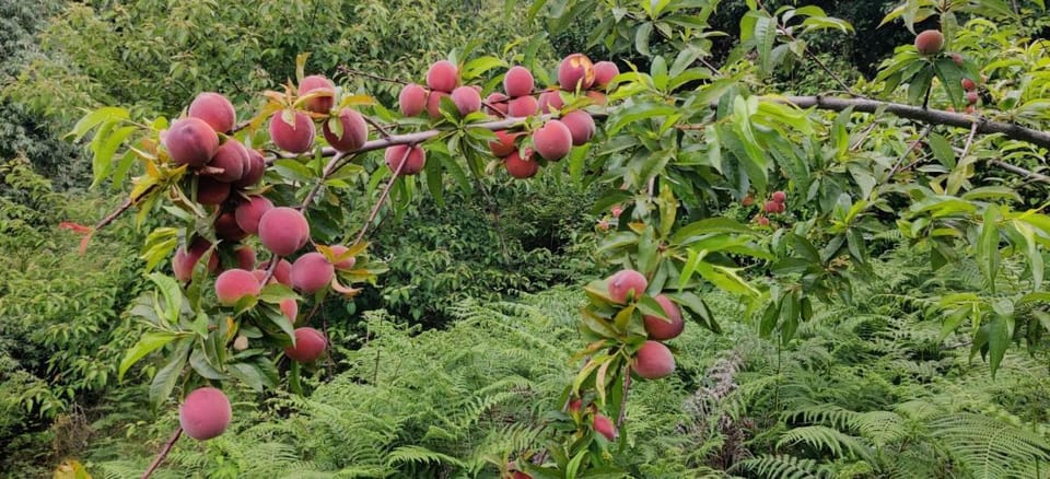 Orchard Oasis Homestay Lodge in Uttarakhand