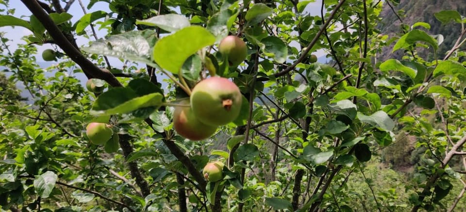 Orchard Oasis Homestay Lodge in Uttarakhand