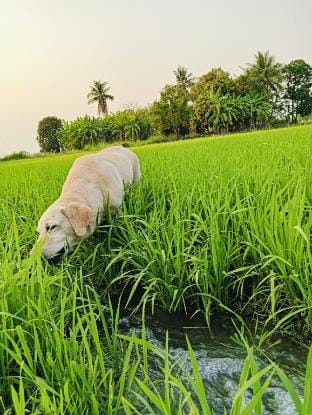 TAHealingSpace ❣️ Vacation rental in Laos
