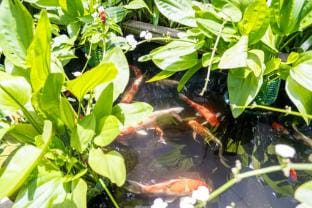 ZEN Villa Garden in Thao Dien Ho Chi Minh Vacation rental in Ho Chi Minh City