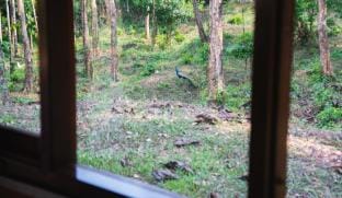 Simha Farms Farm Stay in Karnataka
