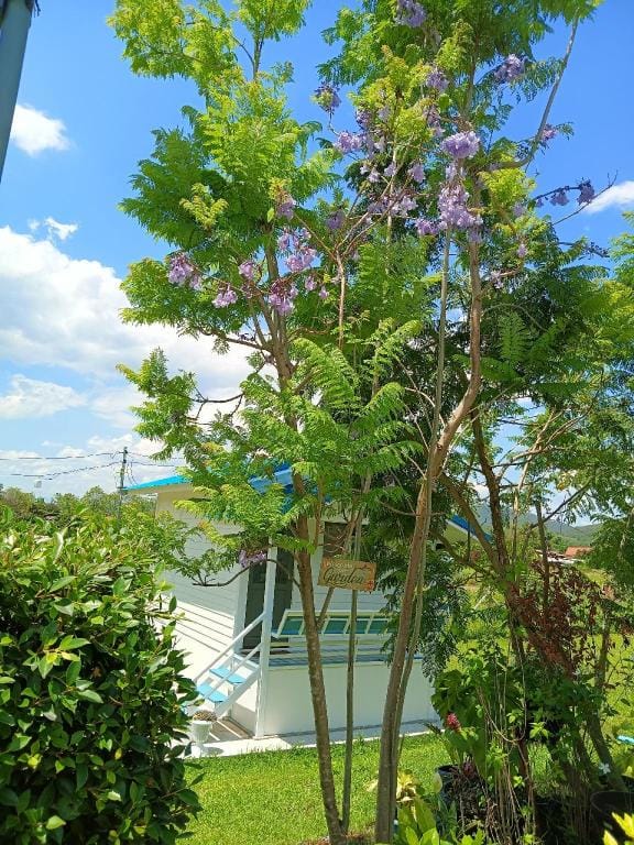 บ้านไร่ระเบียงดอย เชียงดาว Resort in Thailand