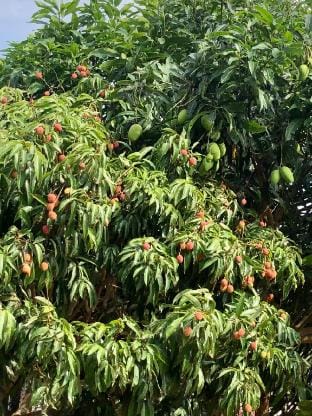 Nhà Vườn Ban Mê 3 Vacation rental in Vietnam