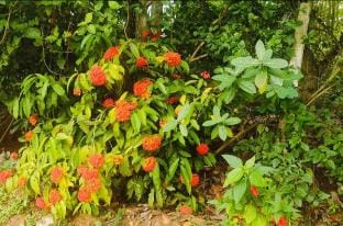 Dwaraka Nature Home Stay Vacation rental in Kerala
