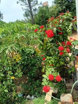 Dwaraka Nature Home Stay Vacation rental in Kerala