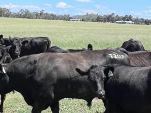 Kingdom Cottages Vacation rental in Gulgong