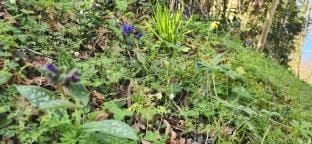 Accessible Countryside Gite Chant doiseau Vacation rental in Nouvelle-Aquitaine