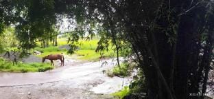 Bhose Houses Vacation rental in Maharashtra