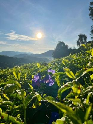 ZANAS Homestay  Apartment in Brinchang