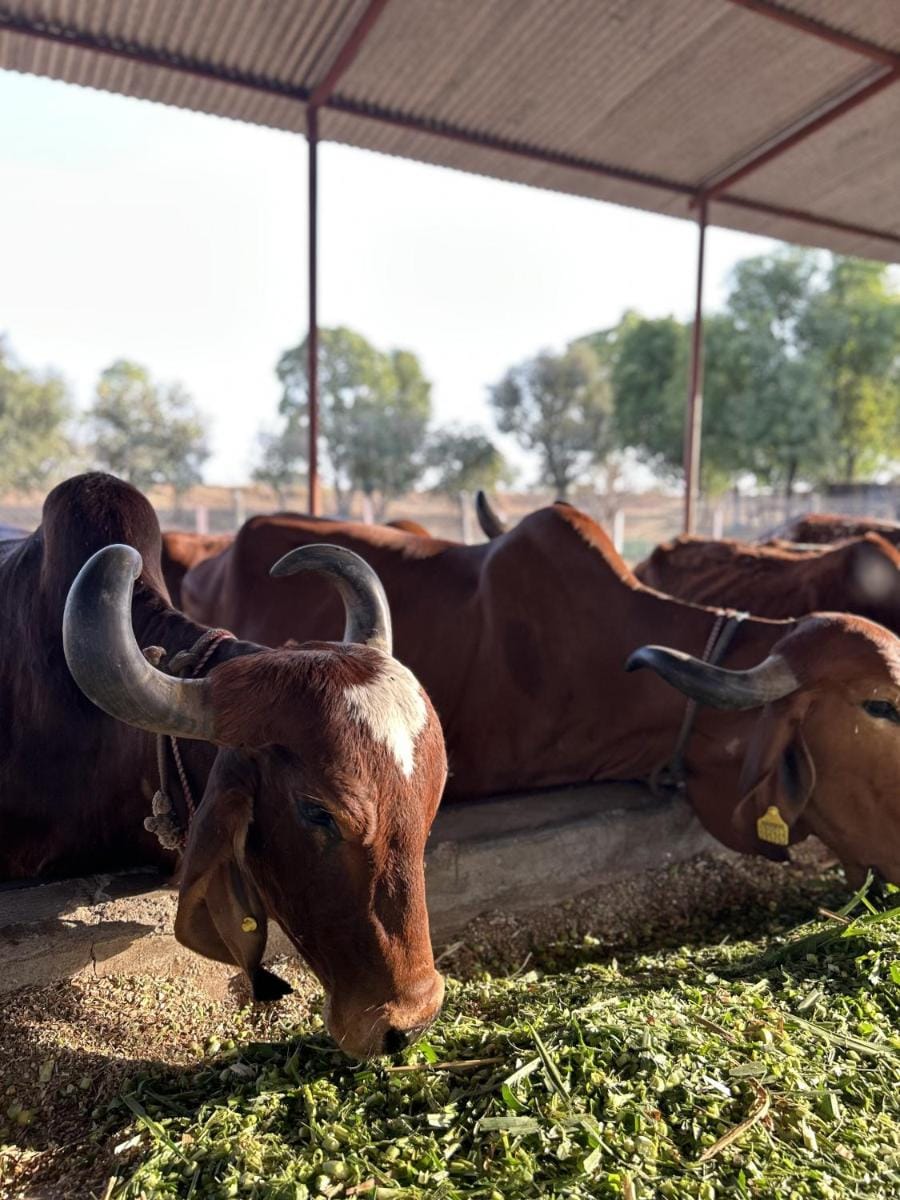 Krishna Farms Villa in Rajasthan
