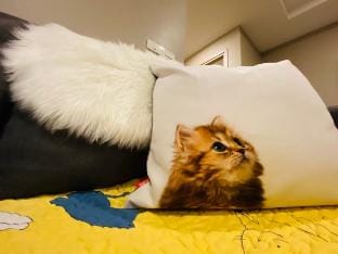 花逢民宿/cat house/2bedroom/swiming pool/gym open Vacation rental in Bangkok