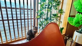 Artful Cats house Vacation rental in Japan