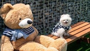 Hongcheon Lucky Dog Pension Bed and Breakfast in Gyeonggi-do
