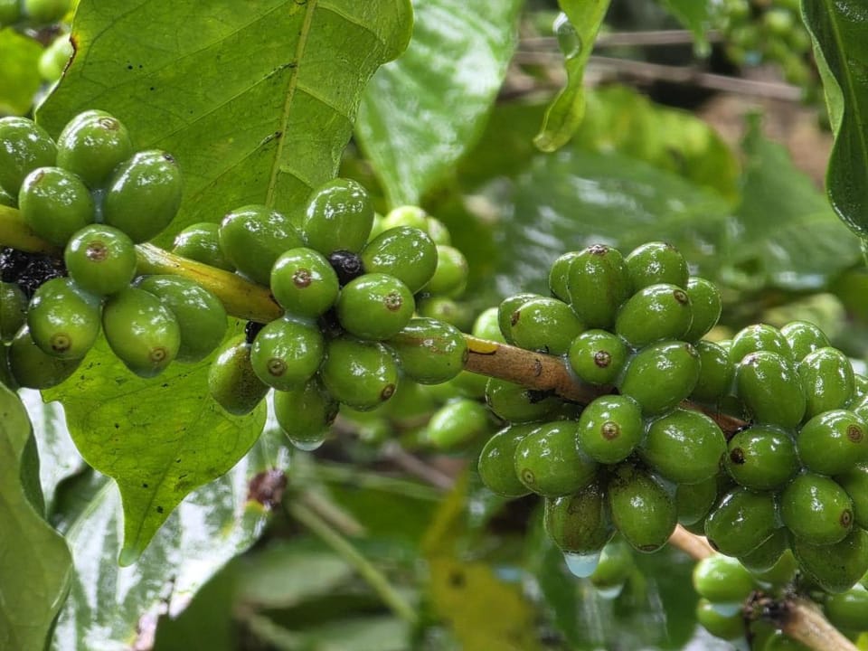 Nature chirps holiday home coorg Vacation rental in Kerala