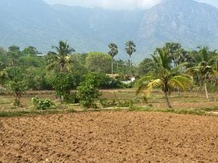 Tharissu potta farm stay Farm Stay in Kerala