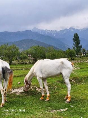 SAAR PALAMPUR VILLA  5BHK | Dhauladhaar View  Vacation rental in Punjab, India