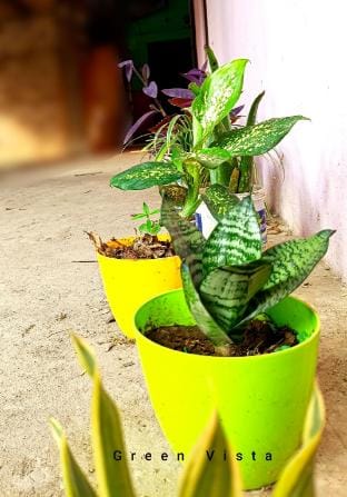 Green Vista Homestay Vacation rental in India