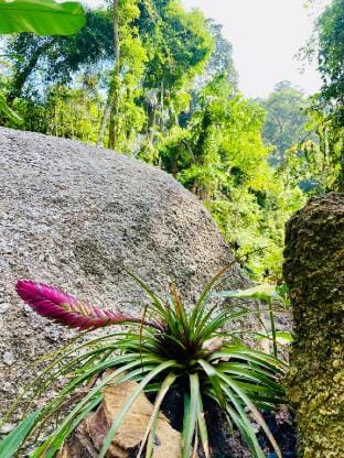 Singing Frogs Jungle Stay Vacation rental in Ko Samui