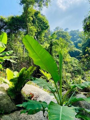 Singing Frogs Jungle Stay Vacation rental in Ko Samui
