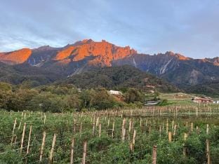 Mesilau Houses Vacation rental in Sabah