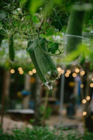 Huế Lotus Homestay Apartment in Laos
