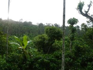 Suvi Homestay Vacation rental in Kerala