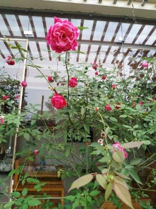 Rose Homestay  Vacation rental in Vietnam