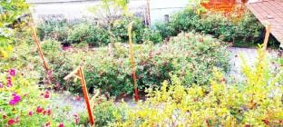 Rose Homestay  Vacation rental in Vietnam