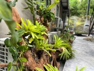 Daze in Nature 7 | Balik Pulau | Penang Island Vacation rental in Penang
