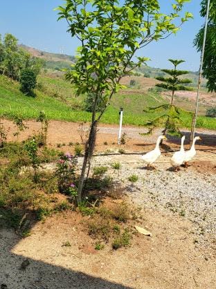 Smile Farm at Khaokho Farm Stay in Laos
