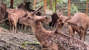 Kids-friendly Nature Stay @ Shah Alam (7 rooms) Farm Stay in Selangor, Malaysia