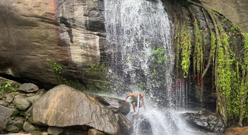 Jungle homes Farm Stay in Kerala