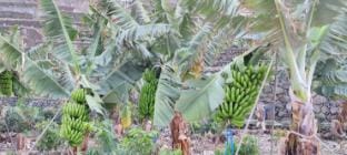Independent house in rural setting Farm Stay in Orotava Valley