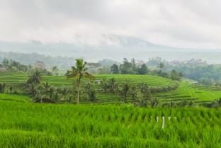 Calma Coliving at Jatiluwih, Bali Vacation rental in Bali
