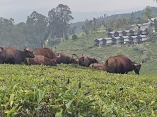 Kathiresan's Diamond hill view cottage Vacation rental in Ooty