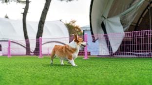Hot Dog 342 Bed and Breakfast in Gyeonggi-do