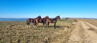 Angel's Mist Vacation rental in South Africa