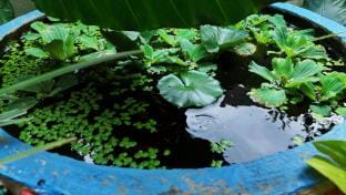 Coorg Peacock Feather Homestay Vacation rental in Kerala