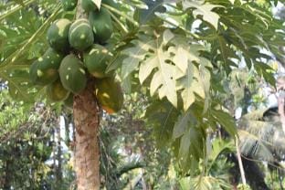 Sabaoth stays madikeri Vacation rental in Madikeri