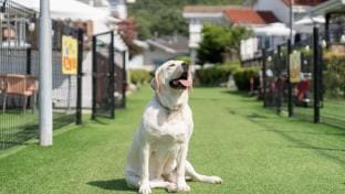 Evergreen Pet-Friendly Pension, Taean Bed and Breakfast in South Korea