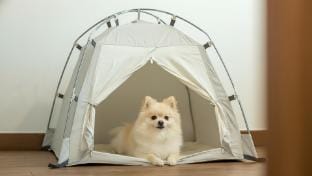 Danyang Dangdangi Dog Pension Black Bed and Breakfast in South Korea