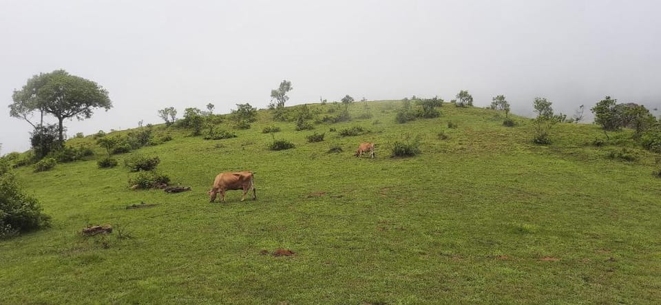Malavantige Estate Tent Stay Hotel in Karnataka